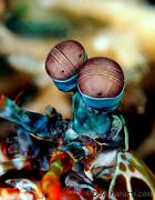 07 Mantis Shrimp